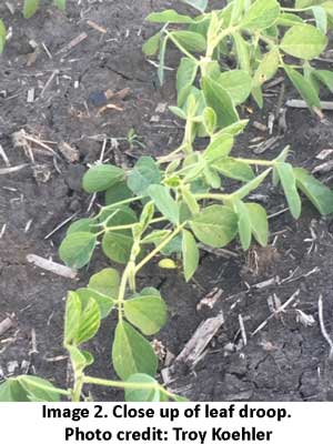 Image-2-Leaf-droop.jpg